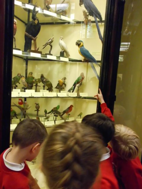 Tring Museum - Classifying Animals
