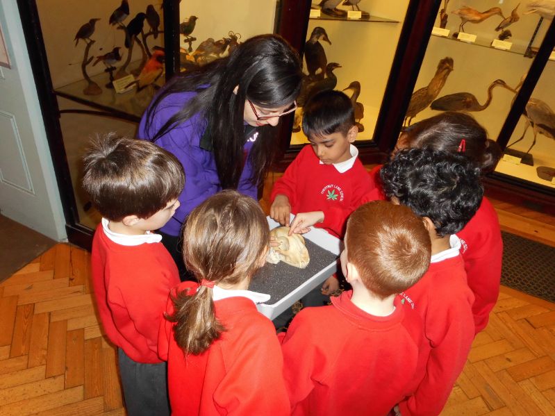 Tring Museum - Looking At A Tiger Skull